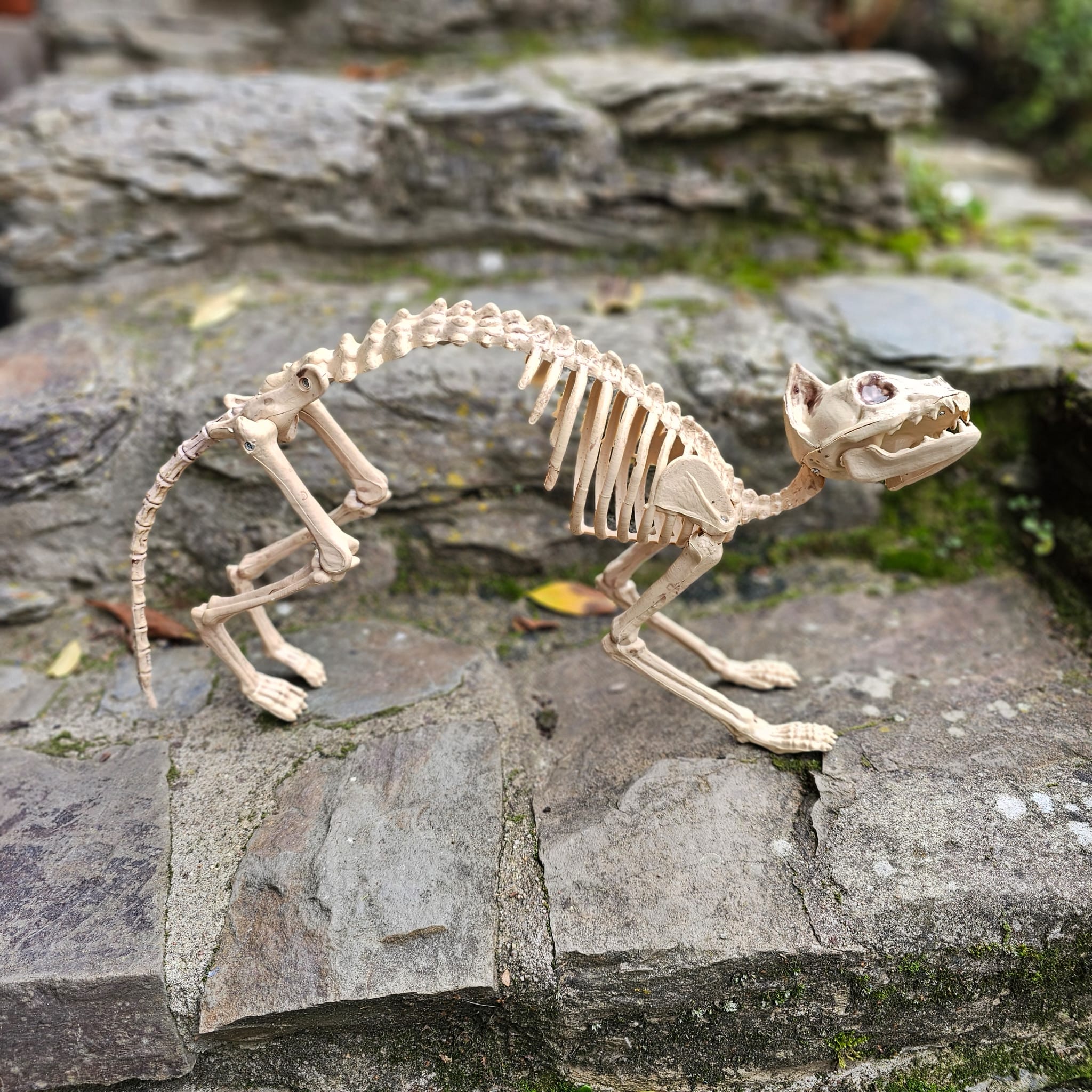 Skelett-Katze &bdquo;Salem&ldquo; &ndash; Halloween-Dekoration