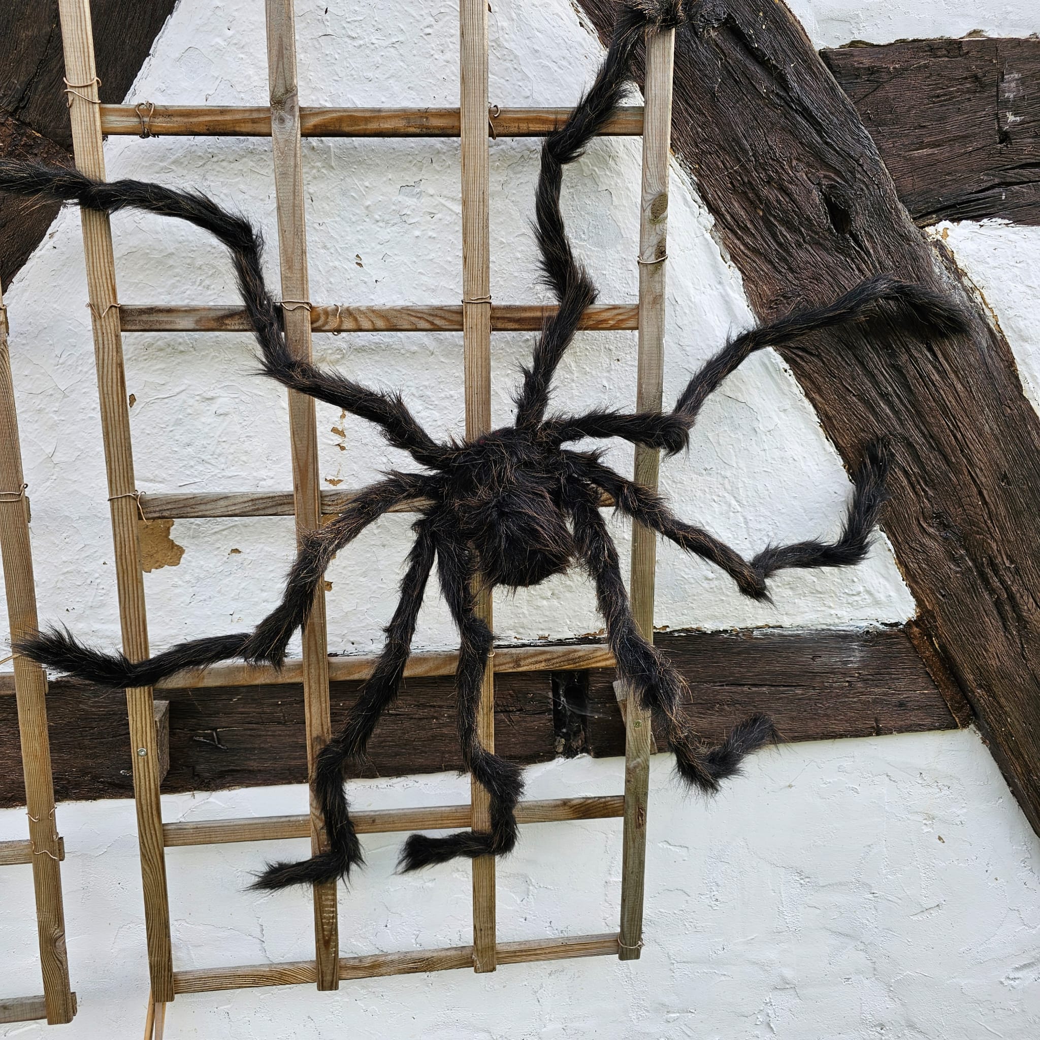 Gruselige Horror Riesenspinne image 0